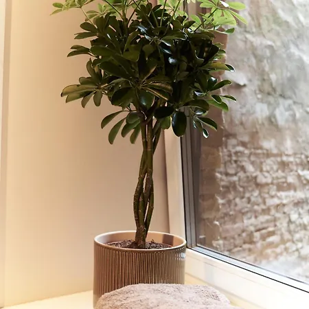 Hidden Little Oasis In Apartment *